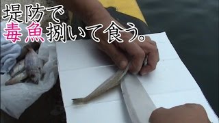 ゴンズイを釣って食う！醤油が刺身の常識をかえる73 話目 [upl. by Ettevy]