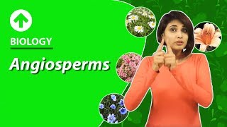 Angiosperms  Diversity In Living Organisms  Biology  Class 9 [upl. by Juliet]