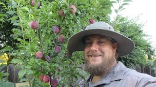 The Cold Hardy SelfFertile Santa Rosa Plum Tree FTW [upl. by Elias]