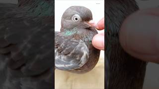 Pigeon treatment 💊🕊️pets pigeonduivenkabotar pigeonforgepigeonfancierinstagrampalomasکبوتر [upl. by Loren437]