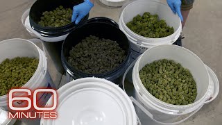 Inside the biggest legal marijuana factory in the United States [upl. by Elatnahs]