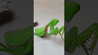 The funniest video of mantis vs caterpillar mantis insects caterpillar [upl. by Torras]