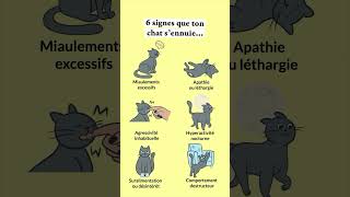 Tu le savais  🙀 chat caats [upl. by Ilan211]