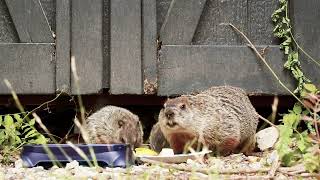 Relaxing Yard Vibes  Groundhogs Day [upl. by Castle]