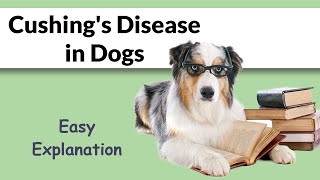 What is Cushings Disease in Dogs Easy amp Complete [upl. by Nyleve]