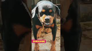 Dog barking sound to attract dogs viralvideo dog angrypuppy cutepet pets angry [upl. by Aimar181]