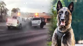 Suspect Named in Police Chase Who Hit K9 Unit Car [upl. by Sateia422]