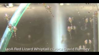 L10A Red Lizard newly hatched fry and feeding [upl. by Anyk]