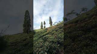 Tea garden darjeeling [upl. by Nnayrrehs]