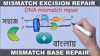 DNA repair mechanism  mismatch repair  In Bangla [upl. by Tirzah]