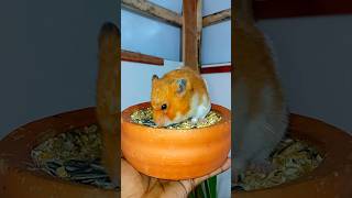 আমার পোষা হ্যামস্টার। hamster [upl. by Evangeline]