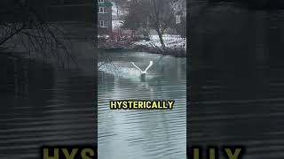 Swan attack during a pond dip 🤣 🙌 [upl. by Anitsrihc]