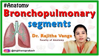 Anatomy of the bronchopulmonary segments [upl. by Esac]