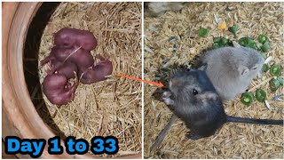 Gerbils baby 1 month growth update  unbelievable  தமிழ் [upl. by Moulton]