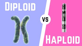 Diploid Cell vs Haploid Cell [upl. by Ahsiei]