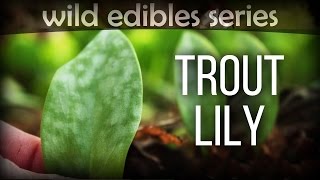 Trout Lily  Wild Edibles Series [upl. by Sacci]