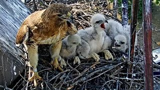 Cornell Redtailed Hawks  Egg Hatching To Chicks Fledging  Highlights 2021 [upl. by Lehcir]