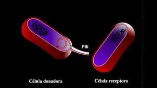 Conjugación de bacterias [upl. by Saixela]