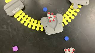 Glucose Na Cotransporter [upl. by Deuno]