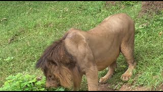 Biggest Lion Eating Grass [upl. by Danby766]