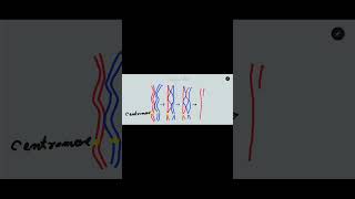 Crossing over in meiosis one Synapsis bivalent tetrad and chiasmata formation [upl. by Mortimer44]