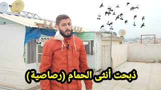 أنهيت حياة أنثى الحمام الزاجل التي تدهورت حالتها بسبب تعفن الجرح [upl. by Goggin870]