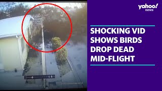 Shocking security footage shows flock of birds drop dead midflight  Yahoo Australia [upl. by Dhaf]