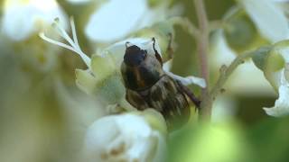 Blitopertha Scarab Beetle on Deutzia Flower セマダラコガネ♀がウツギの花で摂食 [upl. by Soilissav]