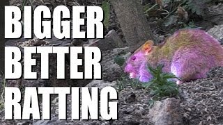 Bigger better ratting with the FX Boss airgun [upl. by Gottwald]