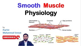 Structure of Smooth Muscle  Types of Smooth Muscle  Muscle Physiology  Myology [upl. by Jarrod430]