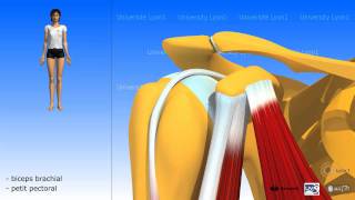 Muscle coracobrachial [upl. by Clyde]