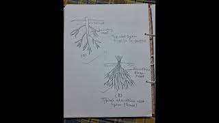 To study the morphology of tap root and adventitious root [upl. by Sanders]