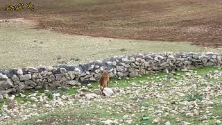 افران اليوم حفرة الخيل ضاية عوا 🍂🍁 [upl. by Standish]