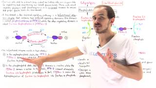 Regulation of Blood Glucose [upl. by Lyrehs636]