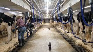 Milking cows in a tie stall barn with rear pipeline [upl. by Name337]