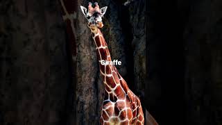 What A Giraffe Sounds Like [upl. by Pittman]