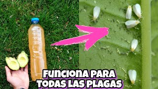 NADIE CONOCE NI HIZO Este Insecticida Casero Para Plantas Plagas Bichos moscas pulgón arañas [upl. by Edith]