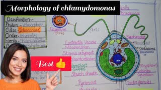 ChlamydomonasStructure of ChlamydomonasMorphology of chlamydomonas Bs  Ms Botany [upl. by Hadleigh]