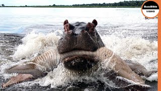 Hippos Exact Retribution On Crocodile Who Killed a Calf [upl. by Fionnula]