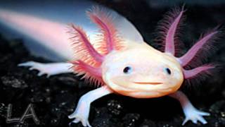 Axolotl [upl. by Dominica]