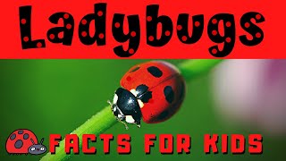 Ladybug Facts for Kids  Bug or Beetle [upl. by Aisak]