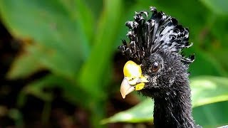 Great Curassow [upl. by Solokin]