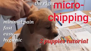 How to MICROCHIP a puppy RIGHT minimal pain Microchipping a dog microchipping your dog microchip [upl. by Atnom]