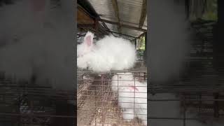 beautiful angora rabbit available galaxy pet birdsgnr rajasthan india [upl. by Enej]