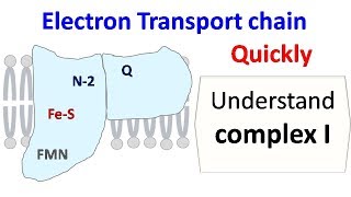 NADH dehydrogenase complex 1 of ETC [upl. by Angel]