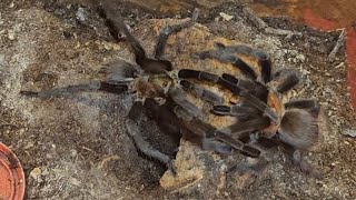 Aphonopelma hentzi pairing [upl. by Lucey]