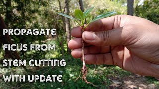 Propagate Green Island Ficus or Ficus Microcarpa from Cuttings with Update [upl. by Candy]