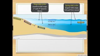 Subtidal Intertidal and Supratidal zones [upl. by Landan]