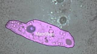 Fagocitose ao microscópio de luz NUEPE [upl. by Leinod]