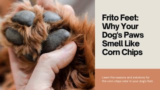 Frito Feet Why Your Dogs Paws Smell Like Corn Chips [upl. by Ellehcyt]